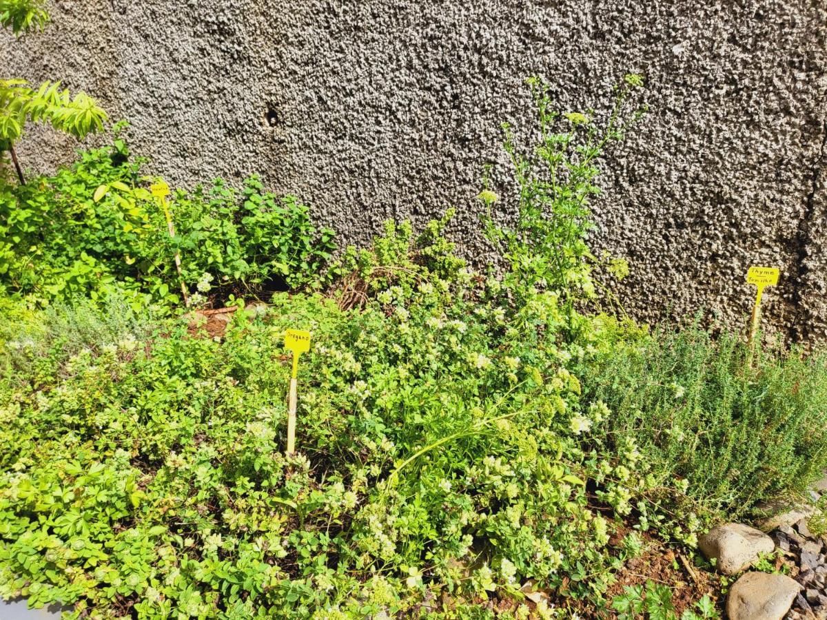 Villa Paradise Madeira Ocean View Fajã da Ovelha Eksteriør bilde